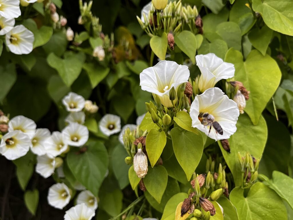 White flowers with a bee on them.